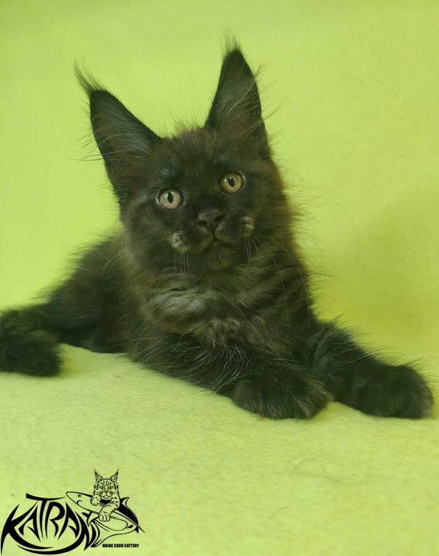 Katran Jackie - Кошеня мейн-кун 2 місяця 2 тижні