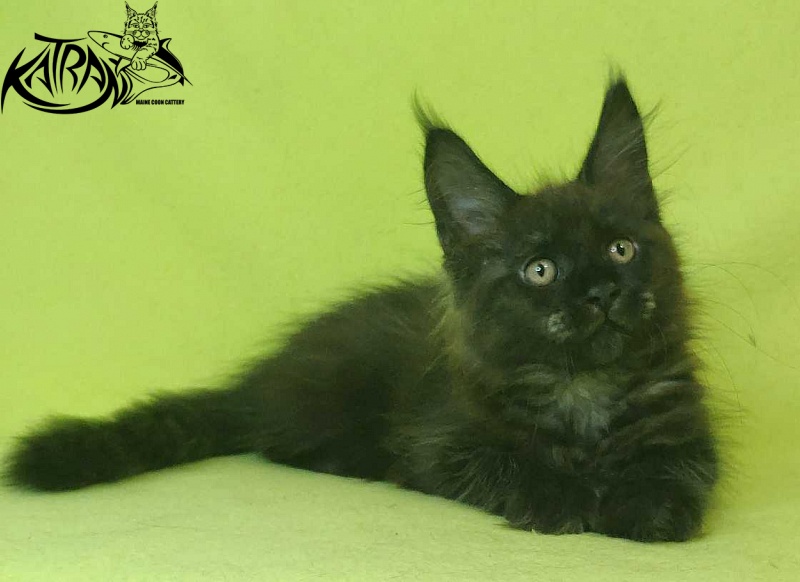 Katran Jackie - Кошеня мейн-кун 2 місяця 2 тижні