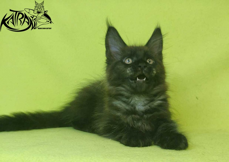 Katran Jackie - Кошеня мейн-кун 2 місяця 2 тижні