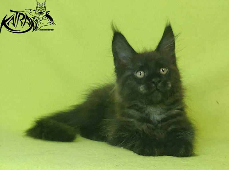 Katran Jackie - Кошеня мейн-кун 2 місяця 2 тижні