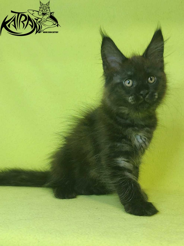 Katran Jackie - Кошеня мейн-кун 2 місяця 2 тижні
