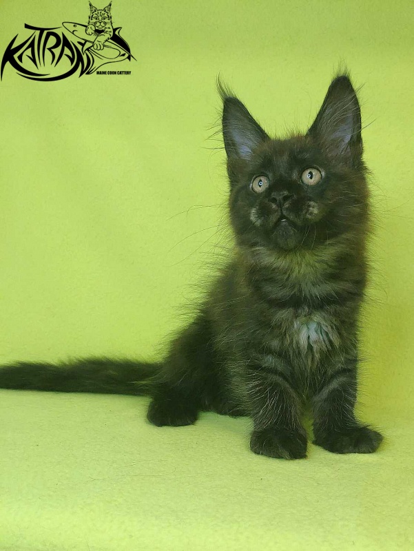 Katran Jackie - Кошеня мейн-кун 2 місяця 2 тижні