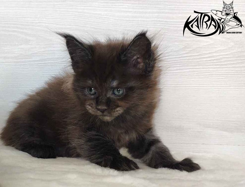 Katran Jackie - Кошеня мейн-кун 1 місяць