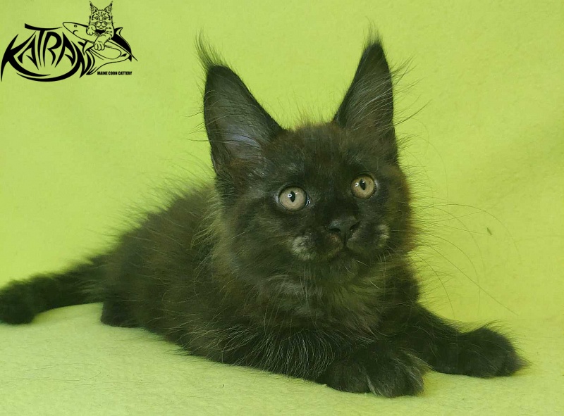 Katran Jackie - Кошеня мейн-кун 2 місяця 2 тижні