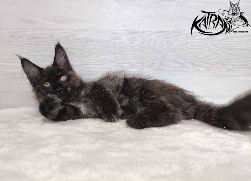 Katran Jackie - Кошеня мейн-кун 3 місяця