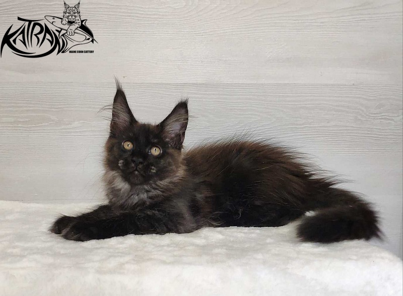 Katran Jackie - Кошеня мейн-кун 3 місяця