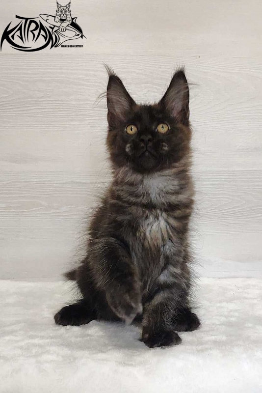 Katran Jackie - Кошеня мейн-кун 3 місяця