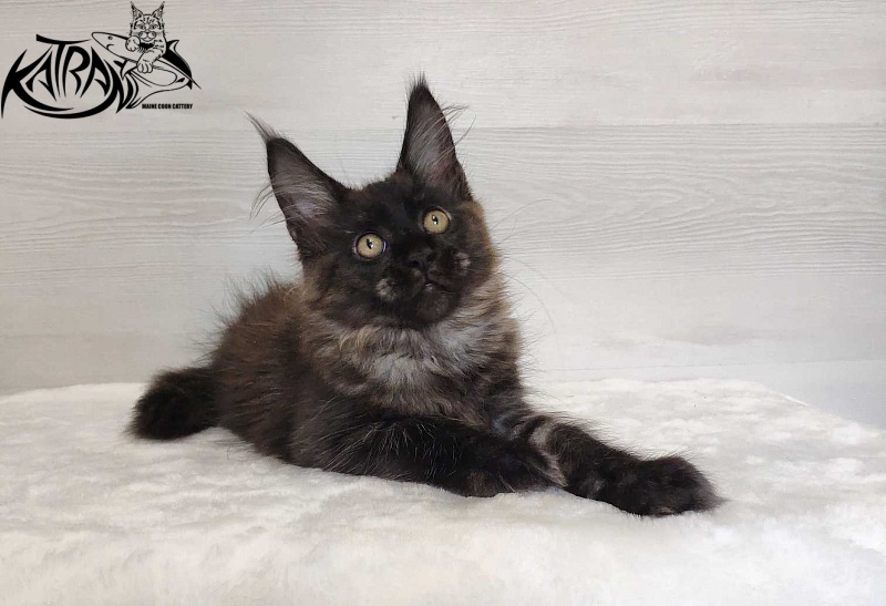 Katran Jackie - Кошеня мейн-кун 3 місяця