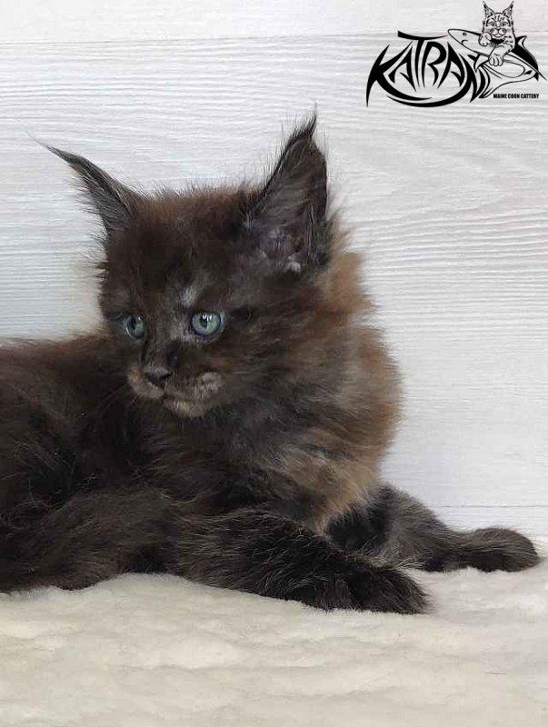 Katran Jackie - Кошеня мейн-кун 1 місяць