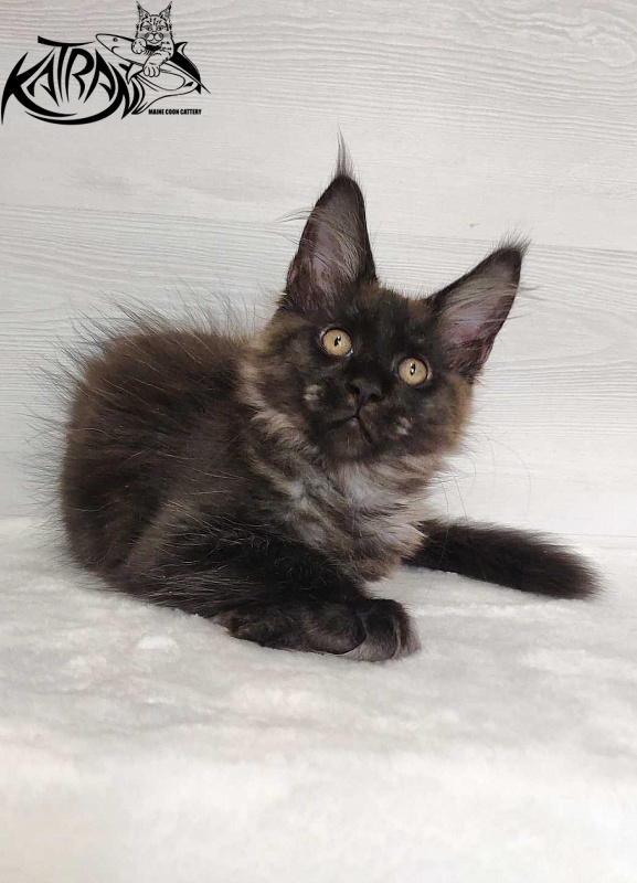 Katran Jackie - Кошеня мейн-кун 3 місяця