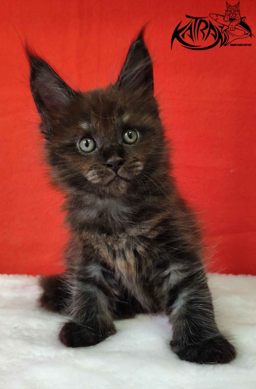 Katran Jackie - Кошеня мейн-кун 1 місяць 3 тижні