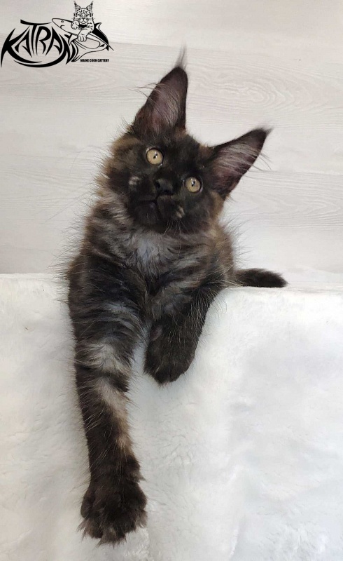 Katran Jackie - Кошеня мейн-кун 3 місяця