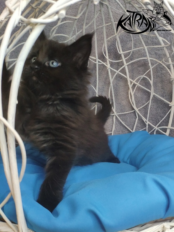 Katran King - Кошеня мейн-кун 1 місяць 1,5 тиждень