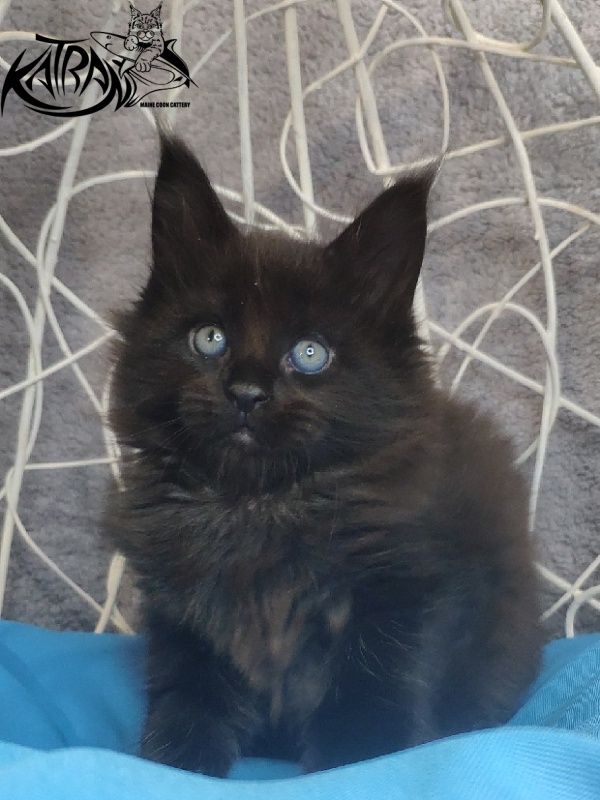 Katran King - Кошеня мейн-кун 1 місяць 1,5 тиждень