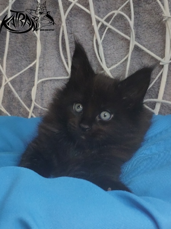 Katran King - Кошеня мейн-кун 1 місяць 1,5 тиждень