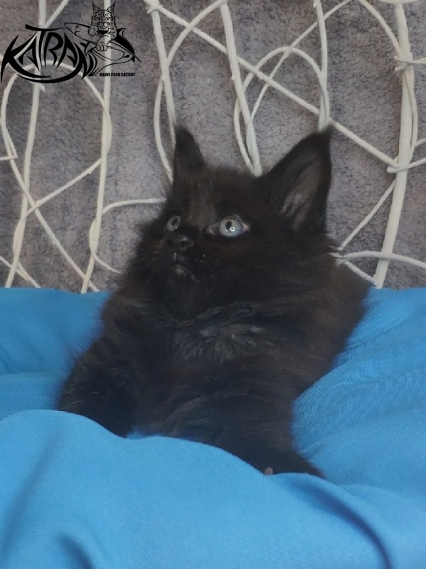Katran King - Кошеня мейн-кун 1 місяць 1,5 тиждень