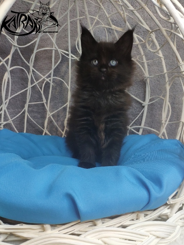 Katran King - Кошеня мейн-кун 1 місяць 1,5 тиждень