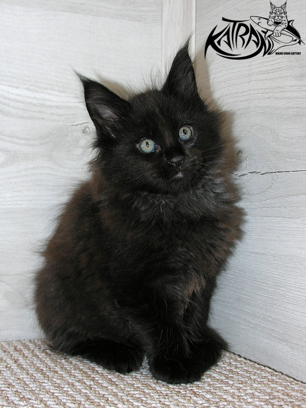 Katran King - Кошеня мейн-кун 1 місяць 2,5 тижні