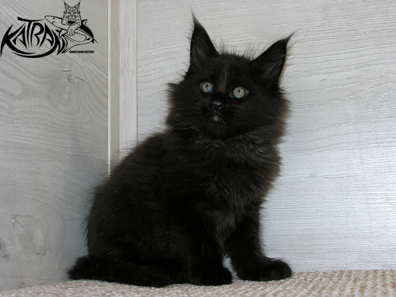 Katran King - Кошеня мейн-кун 1 місяць 2,5 тижні