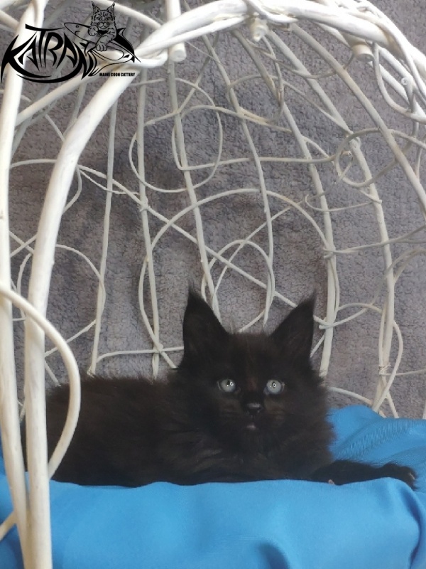 Katran King - Кошеня мейн-кун 1 місяць 1,5 тиждень