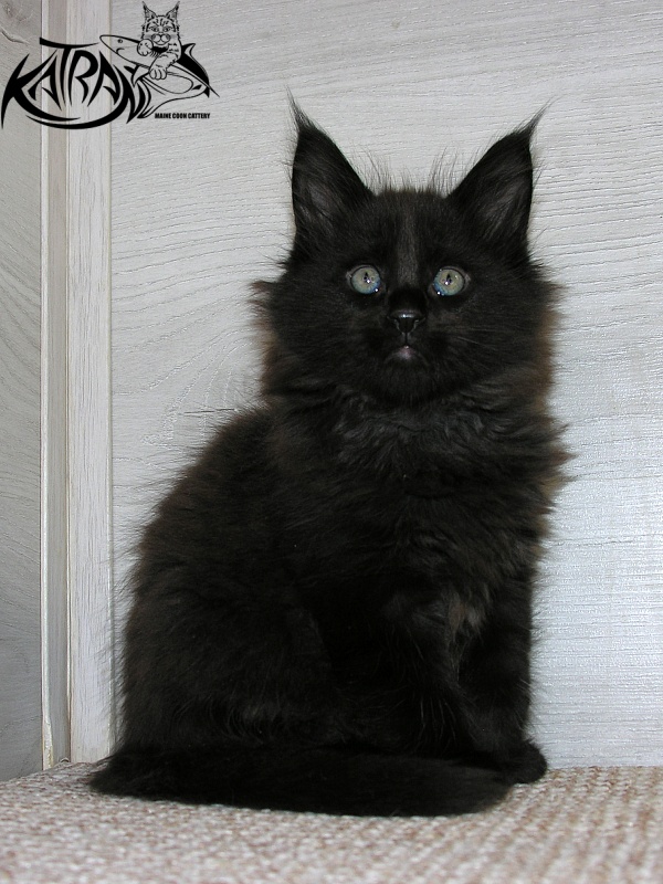 Katran King - Кошеня мейн-кун 1 місяць 2,5 тижні