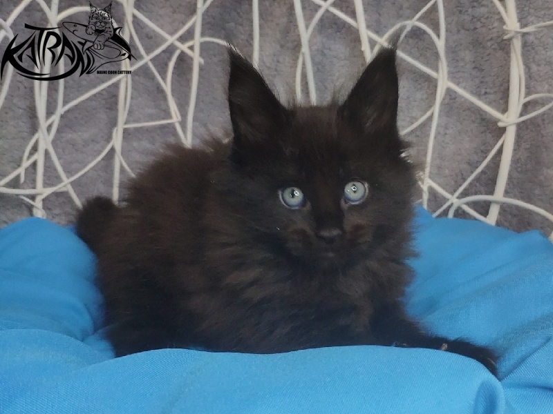 Katran King - Кошеня мейн-кун 1 місяць 1,5 тиждень