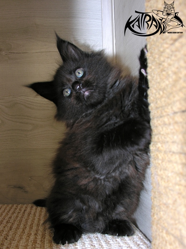 Katran King - Кошеня мейн-кун 1 місяць 2,5 тижні