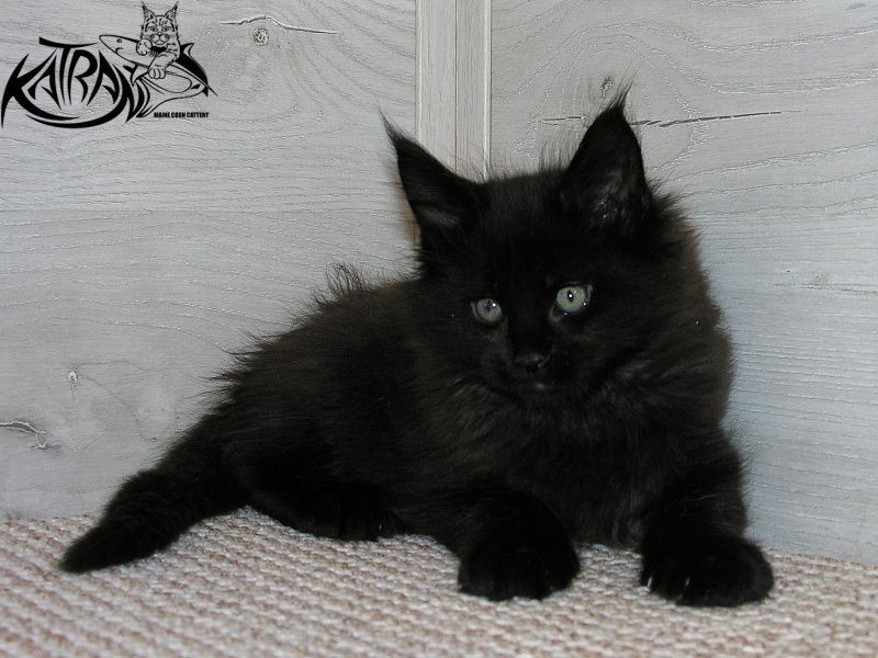 Katran King - Кошеня мейн-кун 1 місяць 2,5 тижні