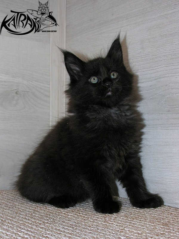 Katran King - Кошеня мейн-кун 1 місяць 2,5 тижні