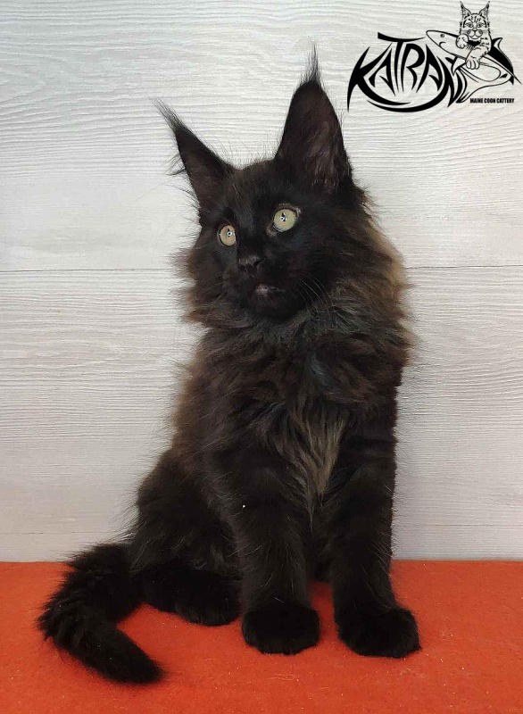 Katran King - Кошеня мейн-кун 2 місяця