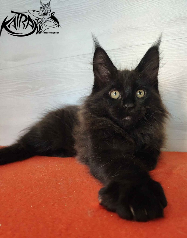 Katran King - Кошеня мейн-кун 2 місяця