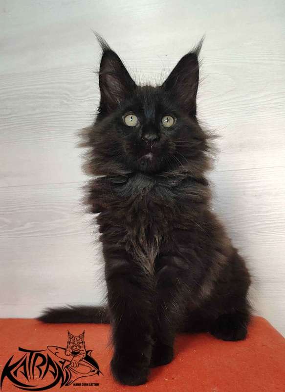 Katran King - Кошеня мейн-кун 2 місяця
