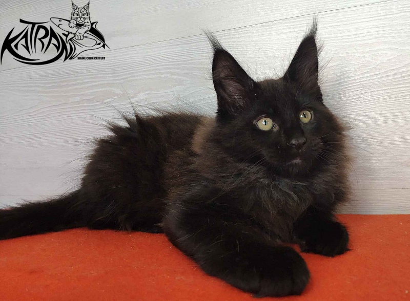 Katran King - Кошеня мейн-кун 2 місяця