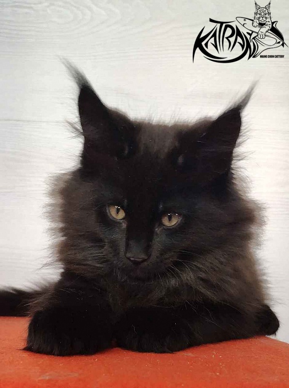 Katran King - Кошеня мейн-кун 2 місяця