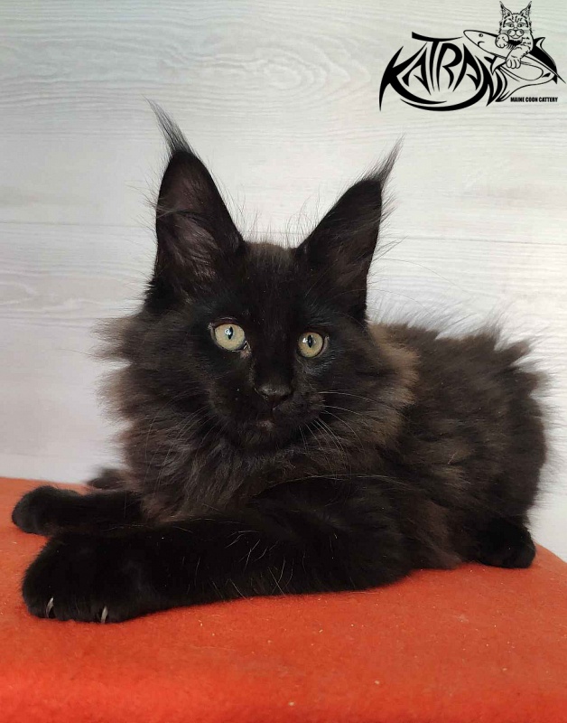 Katran King - Кошеня мейн-кун 2 місяця