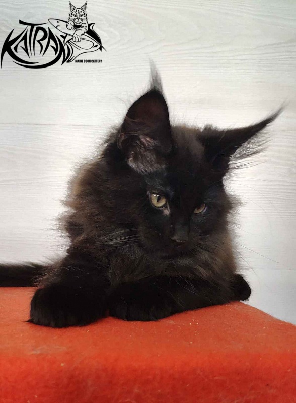 Katran King - Кошеня мейн-кун 2 місяця