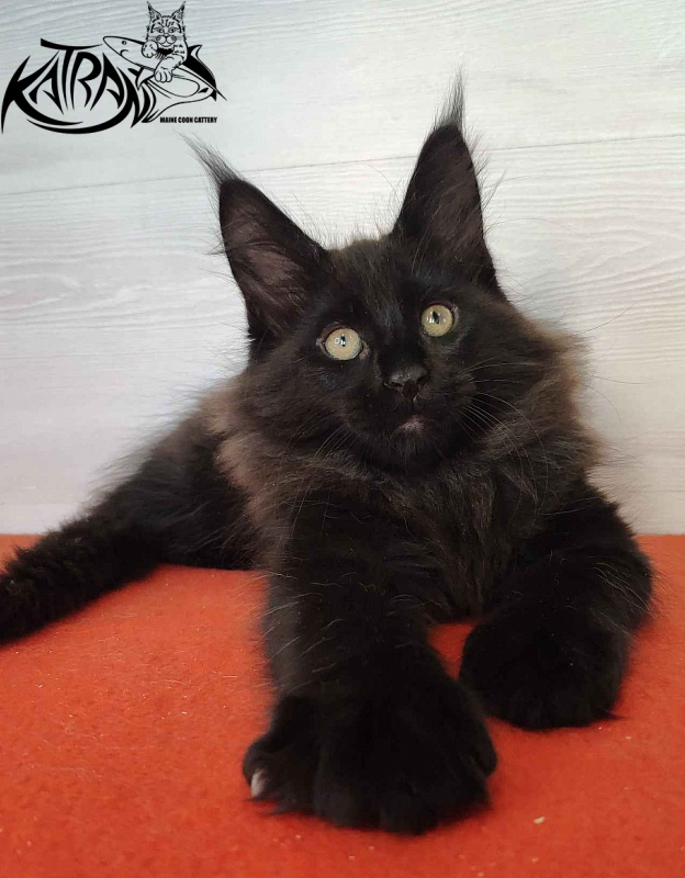 Katran King - Кошеня мейн-кун 2 місяця