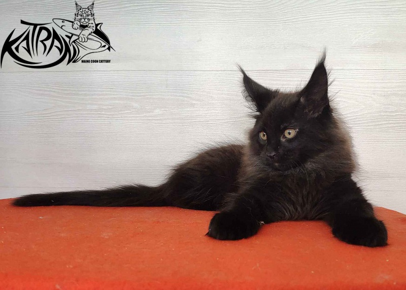 Katran King - Кошеня мейн-кун 2 місяця