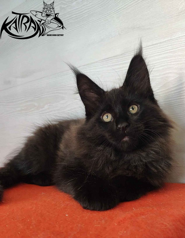 Katran King - Кошеня мейн-кун 2 місяця