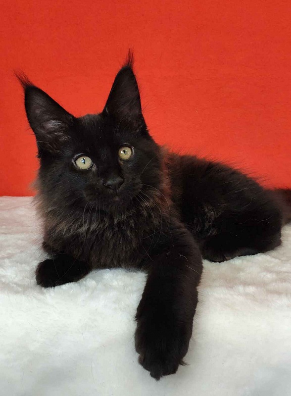 Katran King - Кошеня мейн-кун 3 місяця