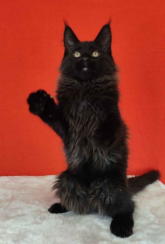 Katran King - Кошеня мейн-кун 3 місяця