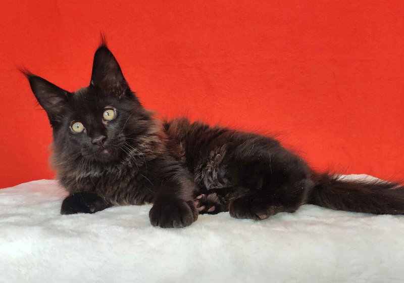 Katran King - Кошеня мейн-кун 3 місяця