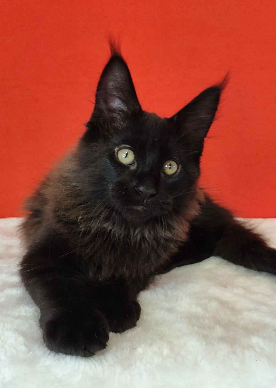 Katran King - Кошеня мейн-кун 3 місяця