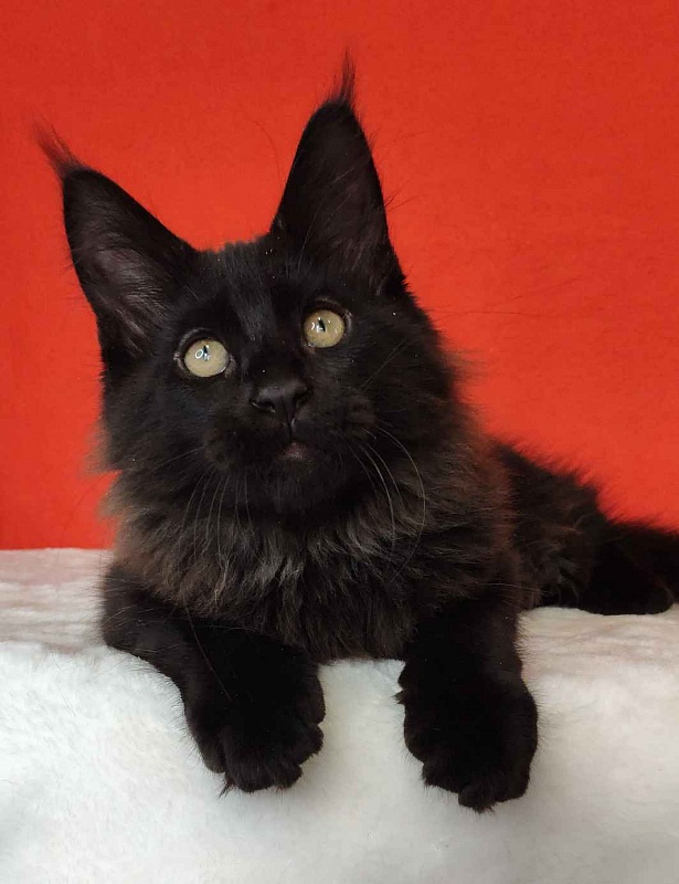 Katran King - Кошеня мейн-кун 3 місяця