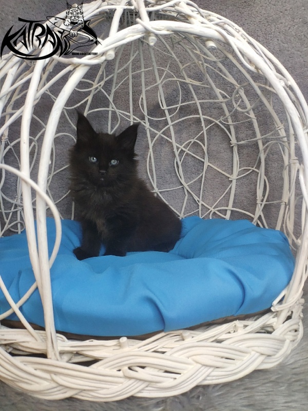 Katran King - Кошеня мейн-кун 1 місяць 1,5 тиждень