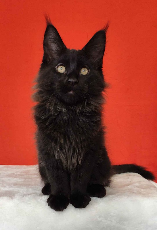 Katran King - Кошеня мейн-кун 3 місяця