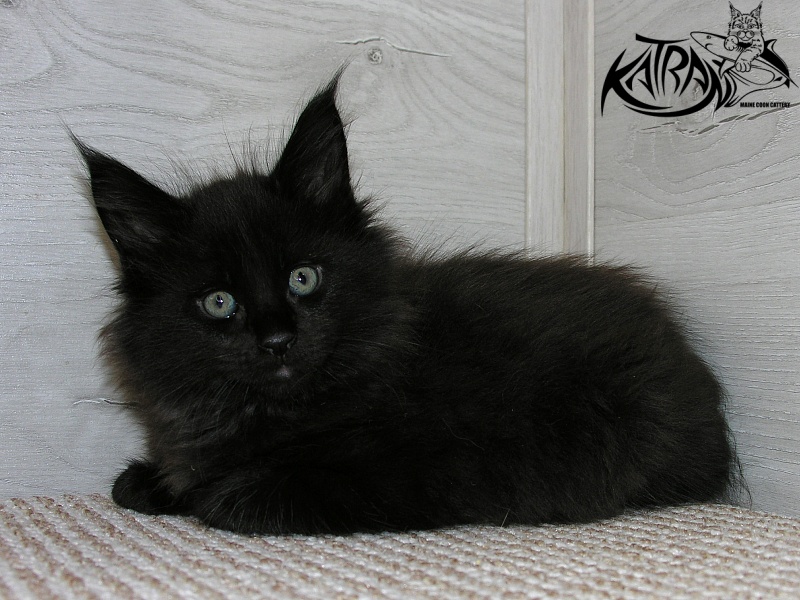 Katran King - Кошеня мейн-кун 1 місяць 2,5 тижні