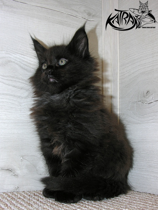 Katran King - Кошеня мейн-кун 1 місяць 2,5 тижні