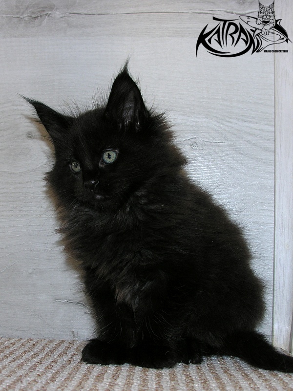 Katran King - Кошеня мейн-кун 1 місяць 2,5 тижні