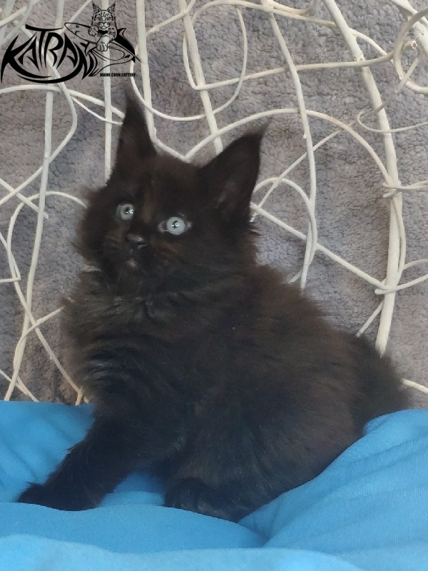 Katran King - Кошеня мейн-кун 1 місяць 1,5 тиждень